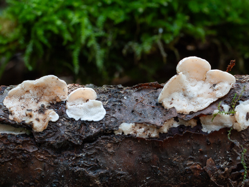 Antrodiella onychoides